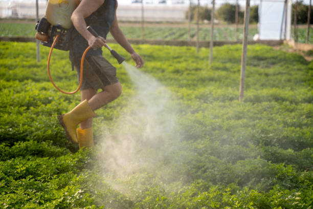 Best Mosquito Control Services  in Caway, AR