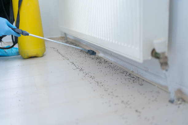 Best Cockroach Control Services  in Caway, AR